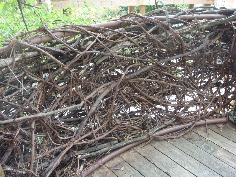 Western Michigan [2009] 441.JPG - Scenes from Frederik Meijer Gardens & Sculpture Park.